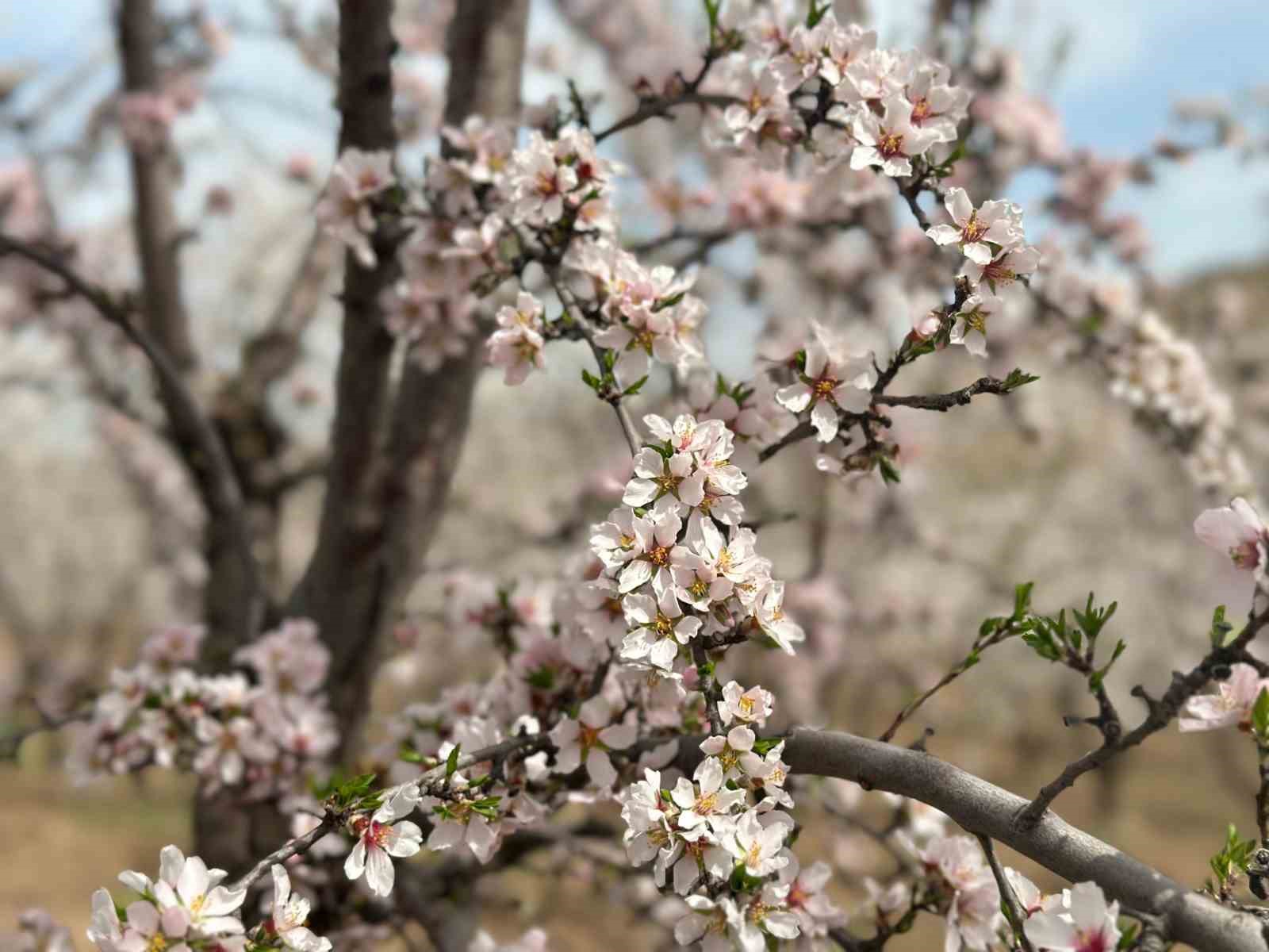 Adıyamanda Çiçek Açan Badem Bahçeleri Beyaza Büründü