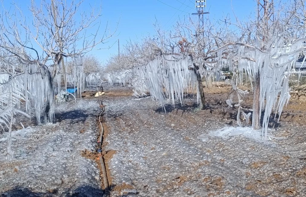 Adıyamanda Fıstık Bahçesi Buz Tuttu