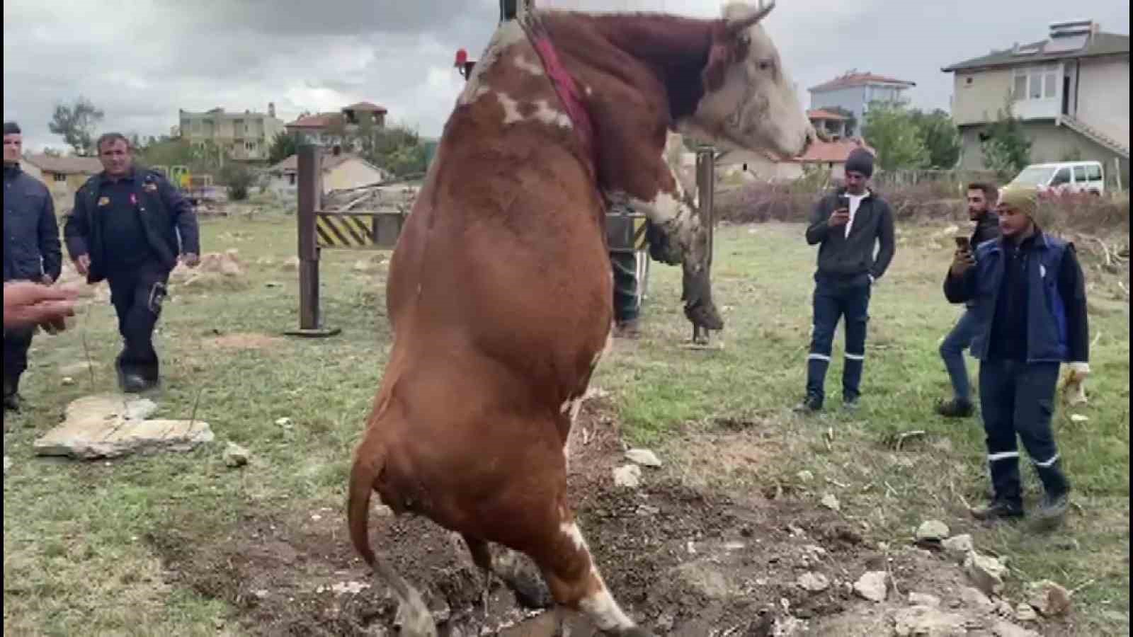 Amasyada Çukura Düşen İnek Vinç Yardımıyla Kurtarıldı