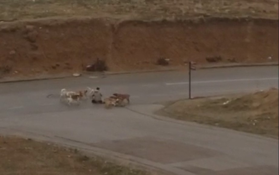 Ankarada Başıboş Köpekler Yere Yatırdıkları Vatandaşı Defalarca Isırdı