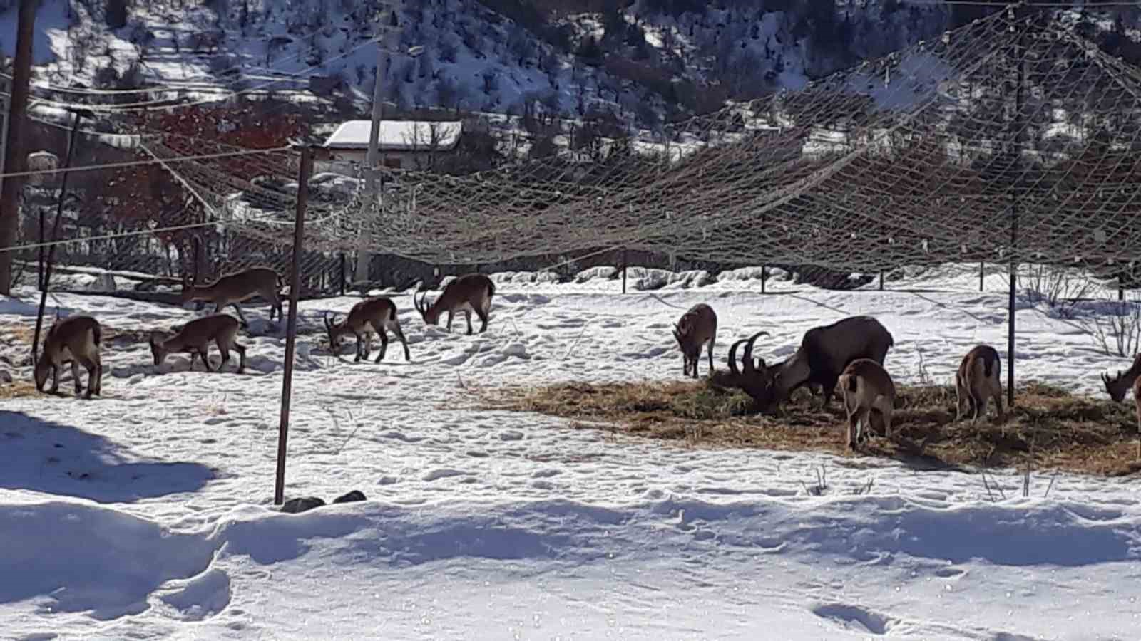 Antalyanın Ürkek Misafirleri Yaban Keçileri  Mahalleye İndi