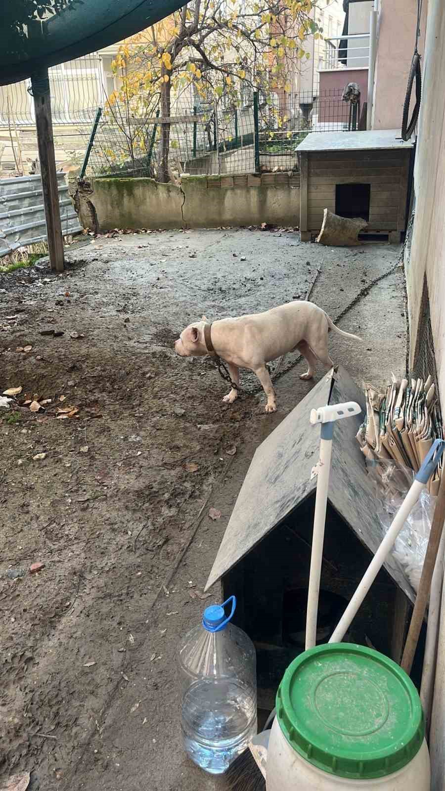 Avcılarda Ağızlıksız Gezdirilen Pitbull Köpek Kediyi Parçaladı, Sahibi Gözaltına Alındı