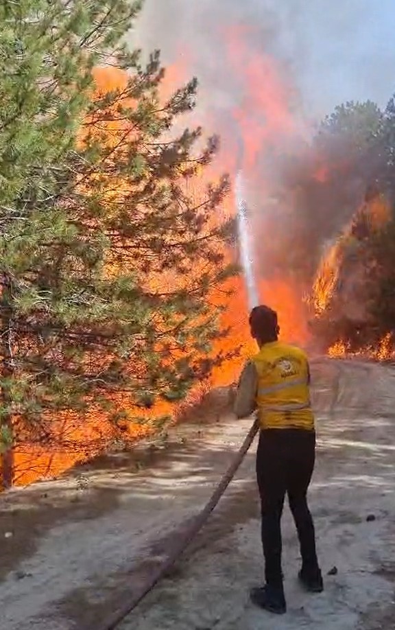 Aydında Orman Yangını