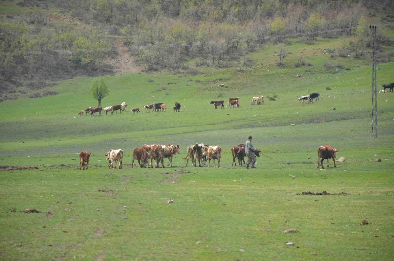 Aydında Üreticilere Hibe Yem Bitkisi Tohumu Dağıtılacak