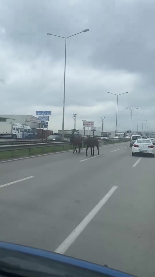 Başıboş Atlar Ana Yolu Hipodroma Çevirdi