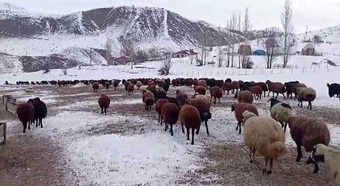 Besicilerin Kar Altında Zorlu Mesaisi