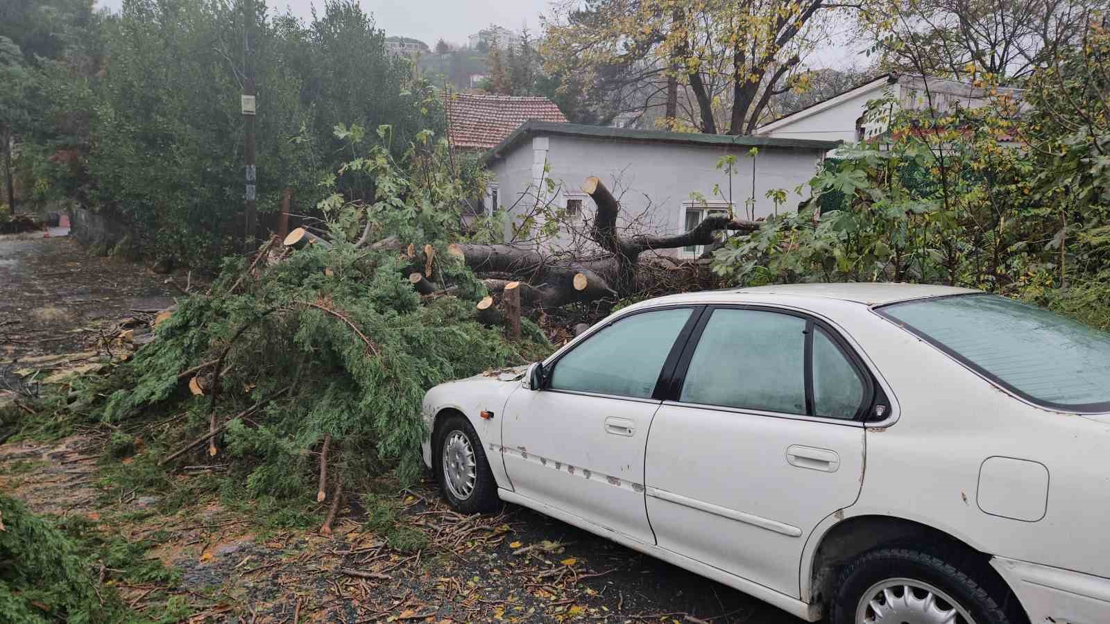 Beşiktaşta Lodos Nedeniyle Ağaç Otomobilin Üzerine Devrildi