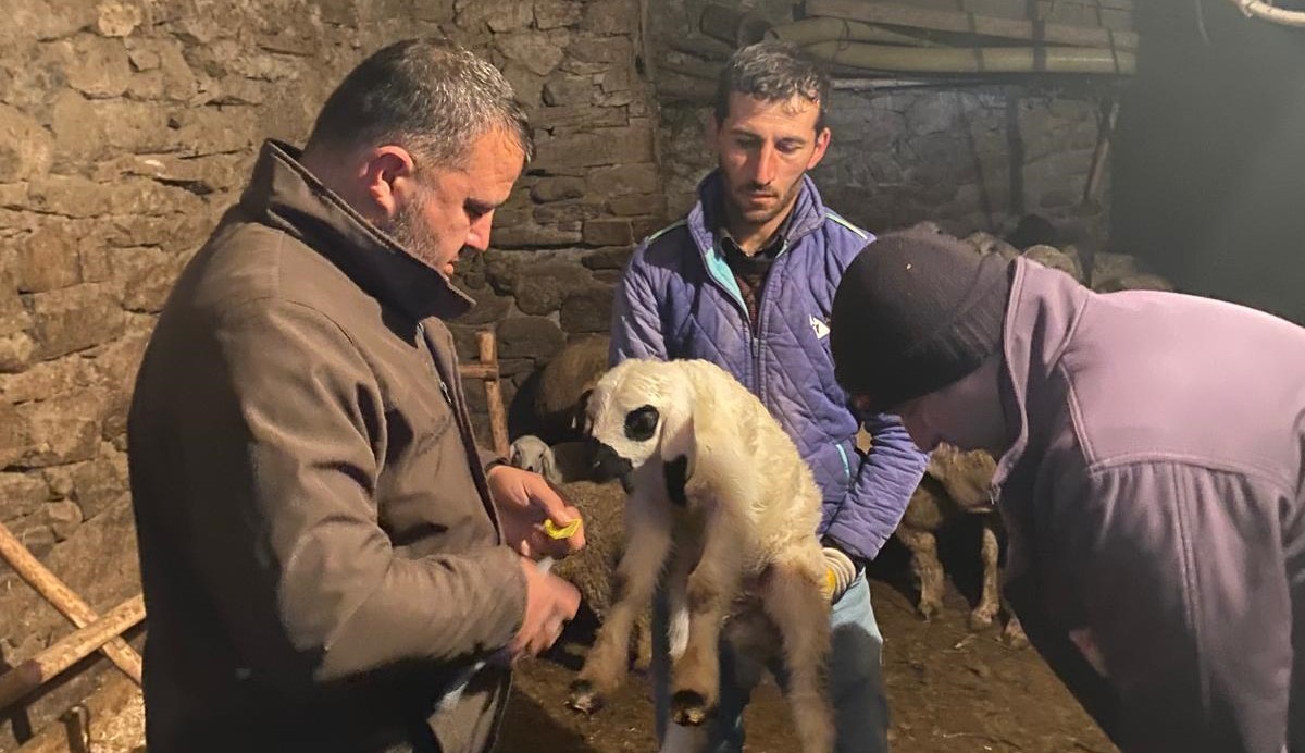 Beyşehirde Küçükbaş Hayvanlar Sağlık Taramasından Geçiriliyor