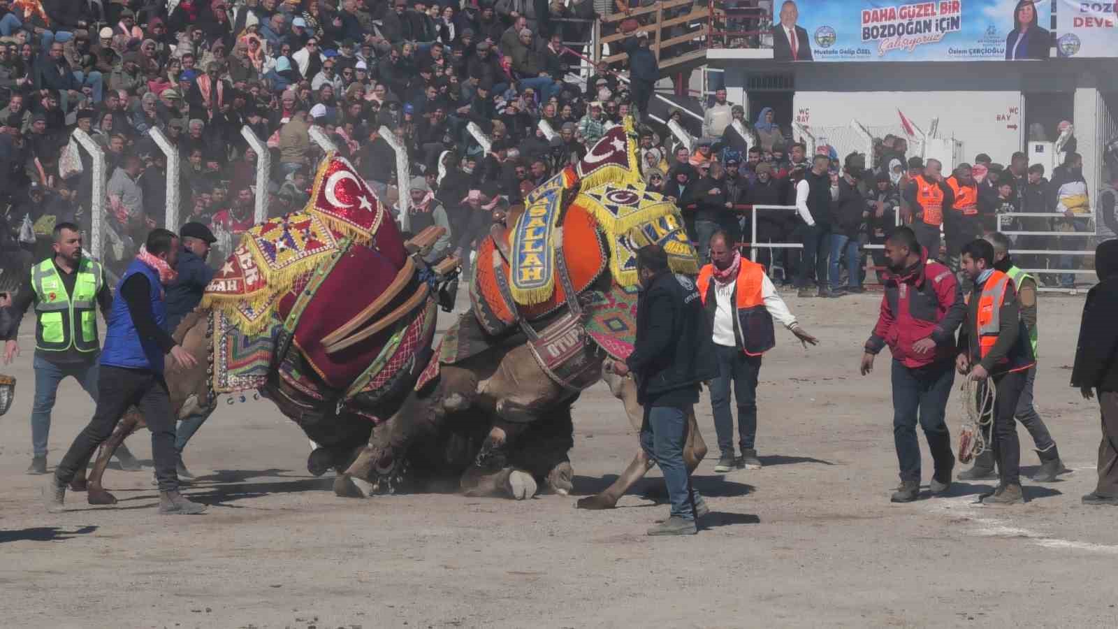 Bozdoğandaki Deve Güreşi Festivali, Renkli Görüntülere Sahne Oldu