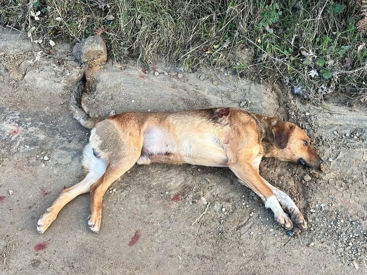 Büyükşehir Belediyesi Ekipleri, Ateşli Silahla Vurulan Köpeğini Kurtarmak İçin Seferber Oldu