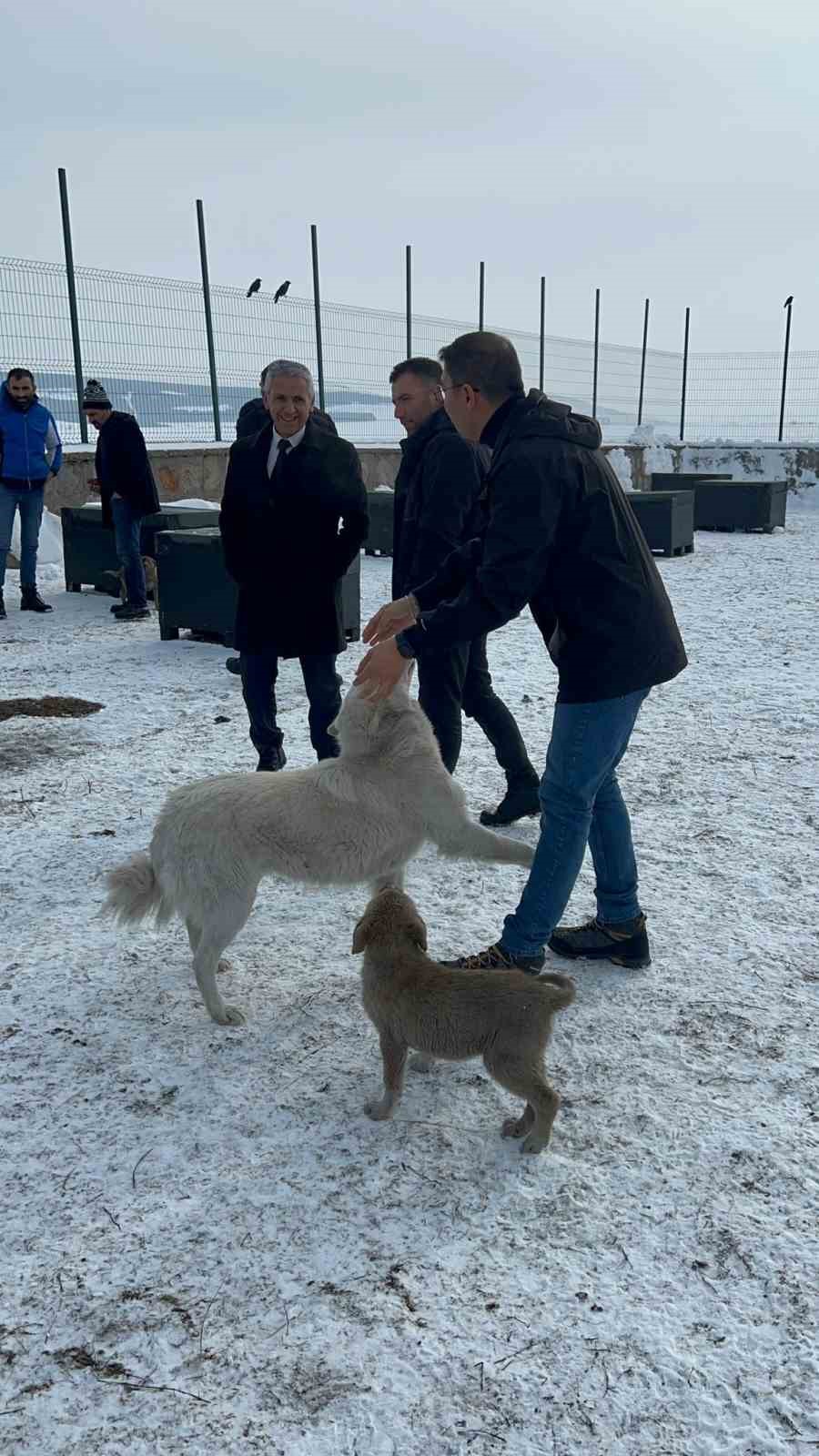 Damalda Sokak Hayvanları Emin Ellerde