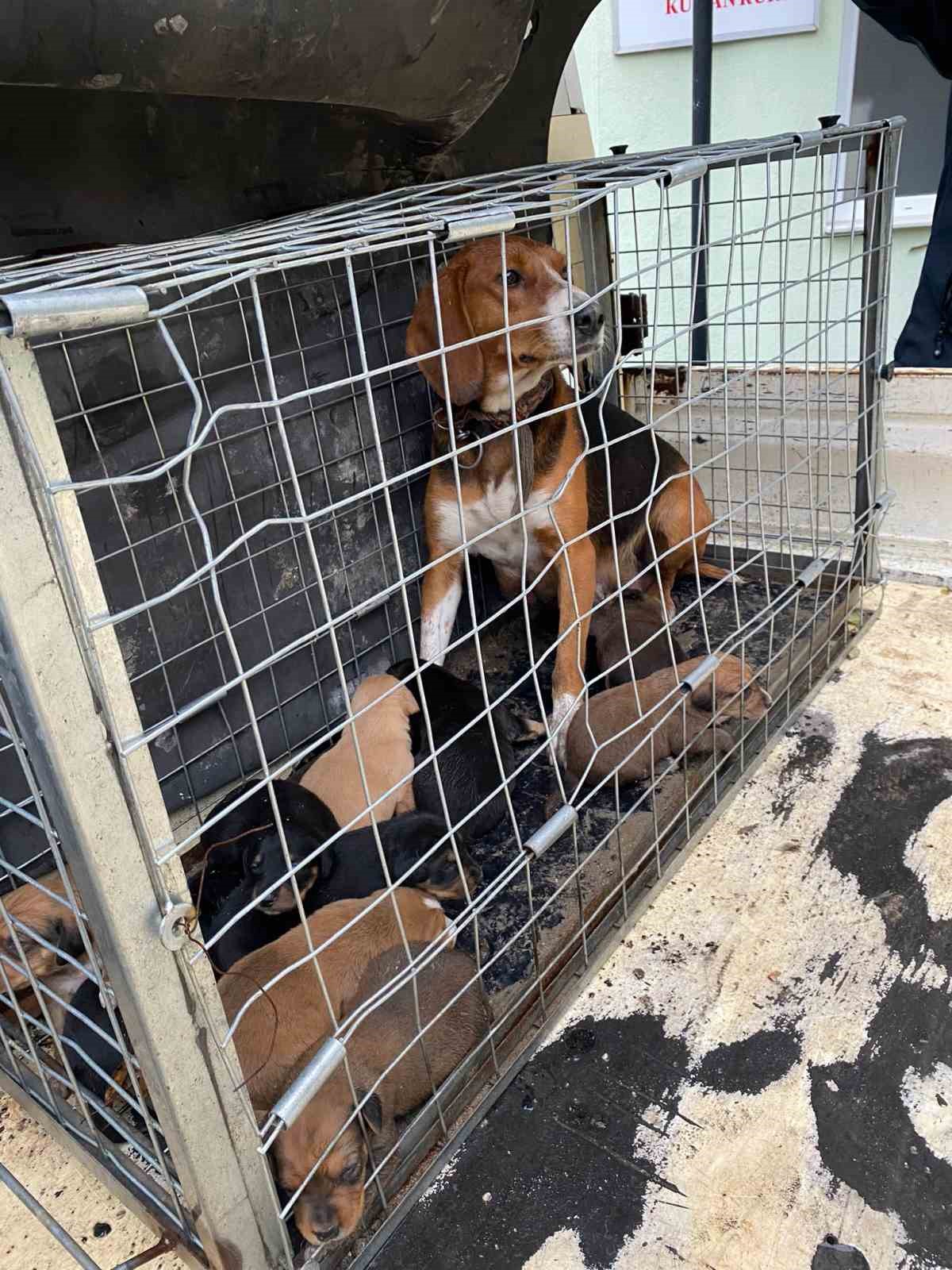 Domaniçte 4 Kişiye Saldıran Köpek Ve Yavruları Barınağa Götürüldü