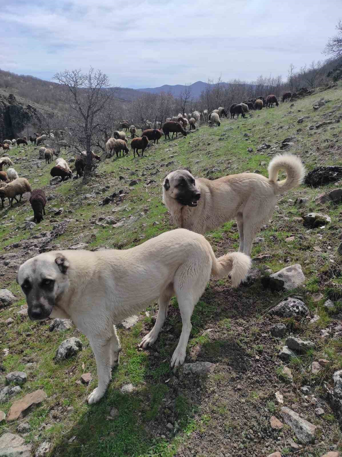 Elazığda Avcılar Bir Kangalı Telef Edip Birini De Yaraladı