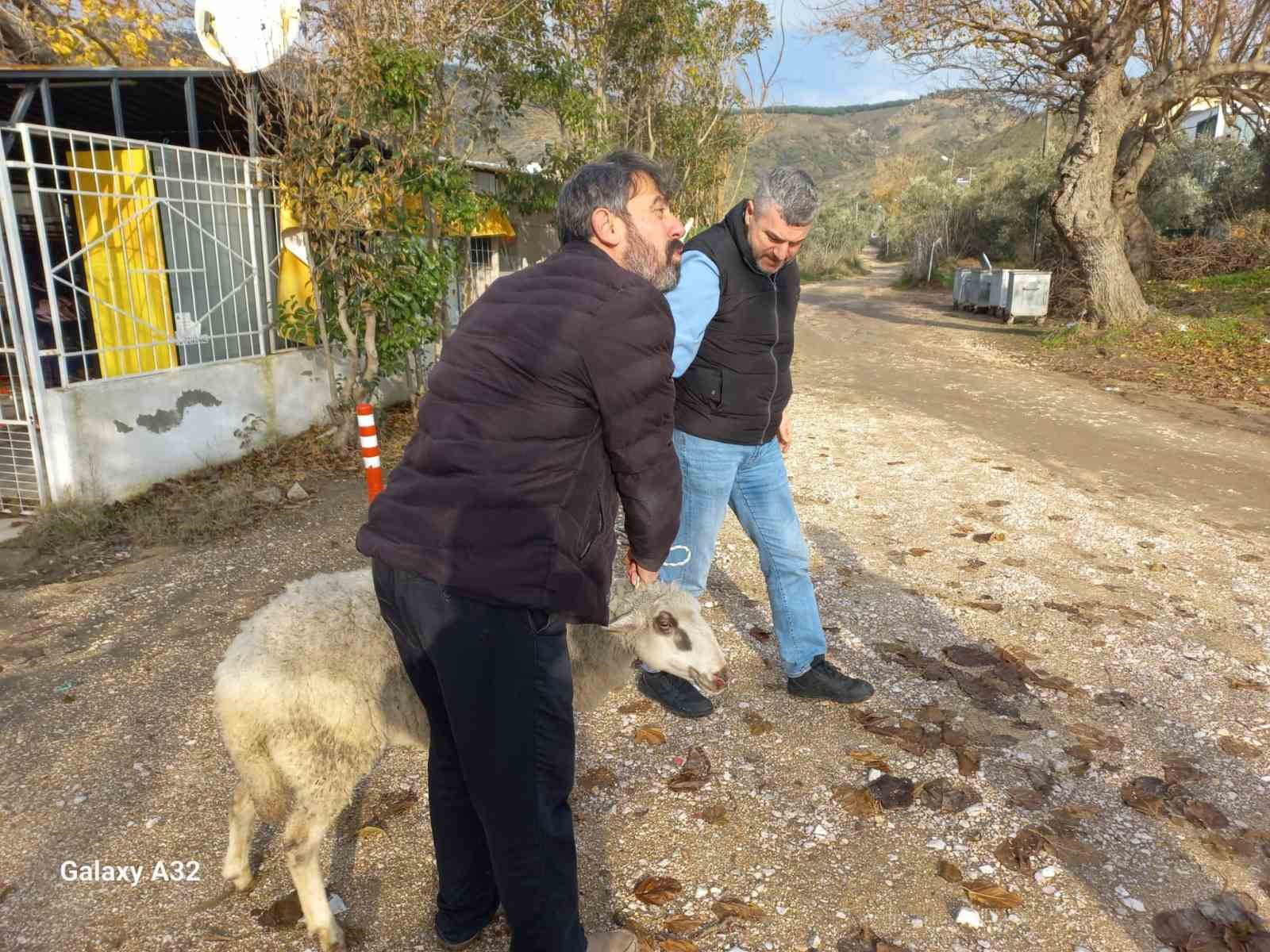 Erdekte Kayalıklarda Mahsur Kalan Koyun Kurtarıldı