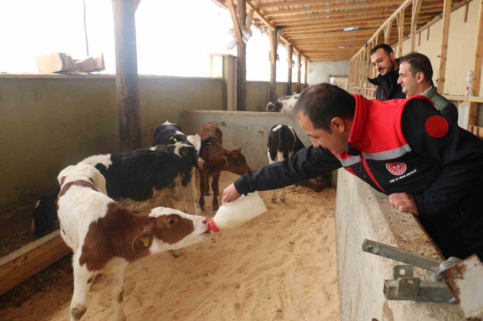 Erzincanda Büyükbaş Hayvan İşletmelerine Arilik İncelemesi