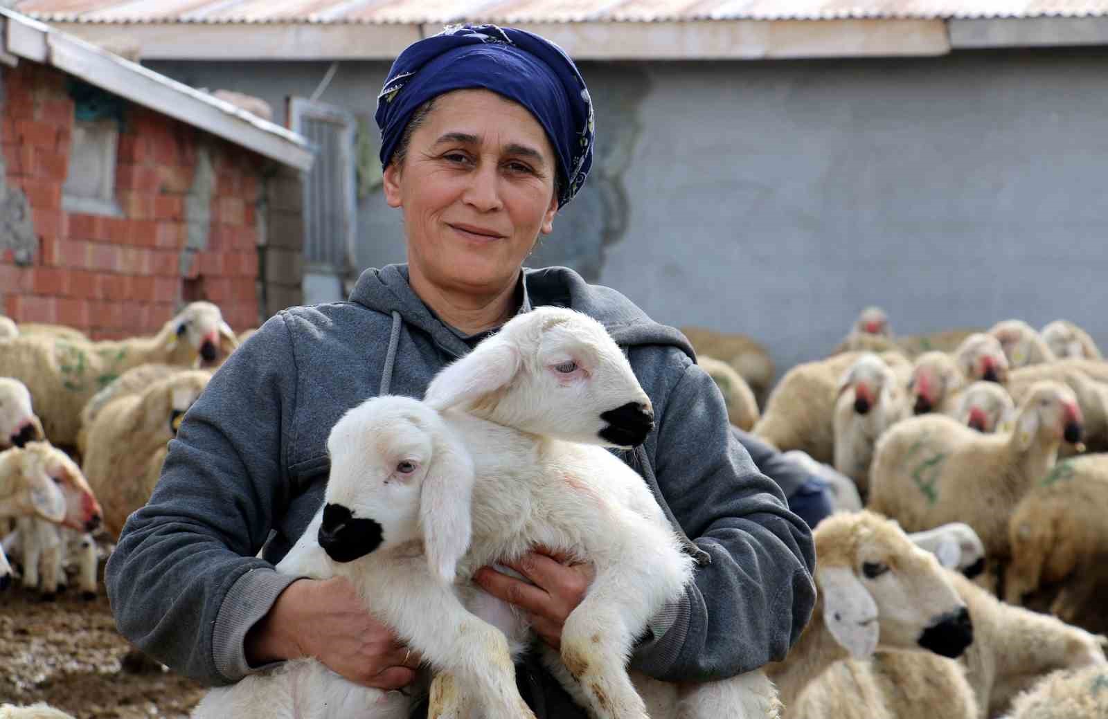 Erzincanda Koyun Ve Kuzuların Coşkulu Buluşması