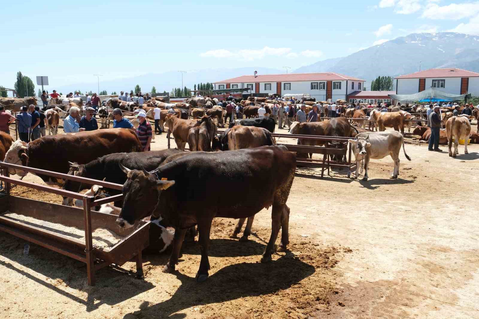 Erzincandaki Hayvan Pazarında Şap Karantinası