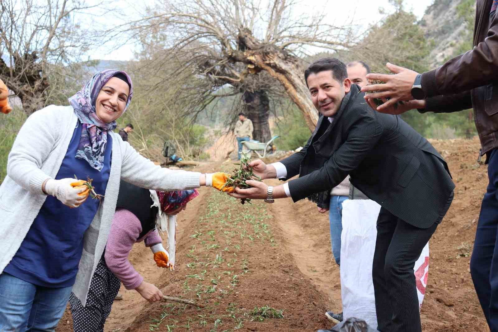 Fekede Sahlep Fidanları Toprakla Buluştu