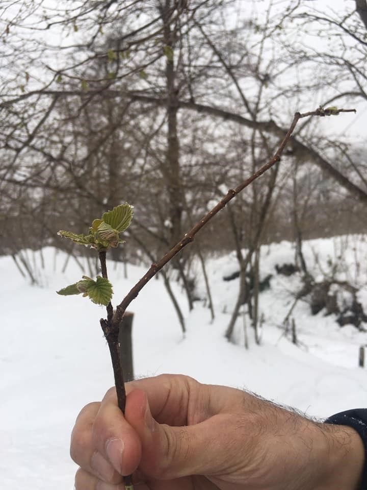 Fındık Üreticilerine Asılsız İhbar Uyarısı