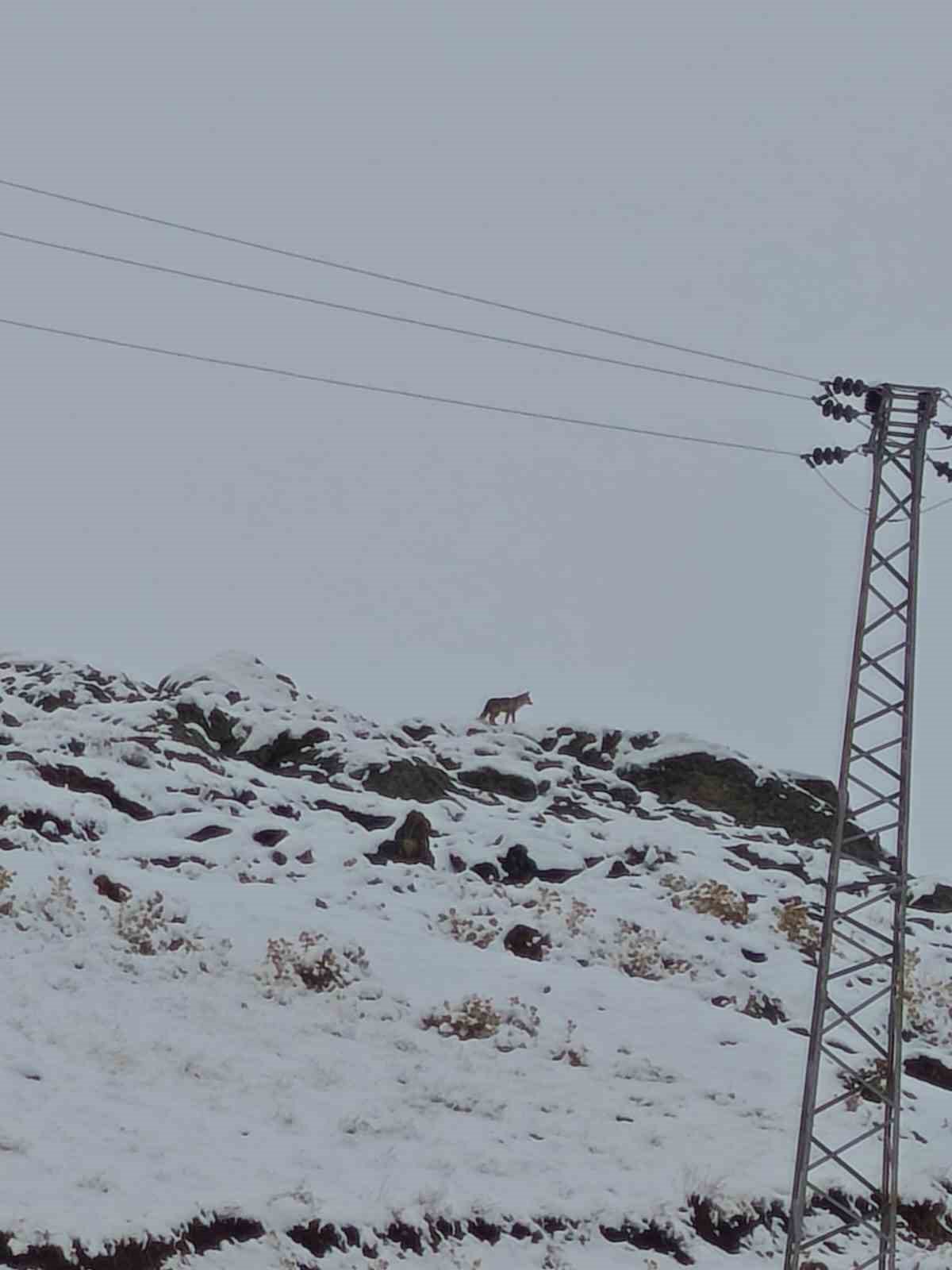 Hakkaride Gündüz Vakti Kurt Görüntülendi