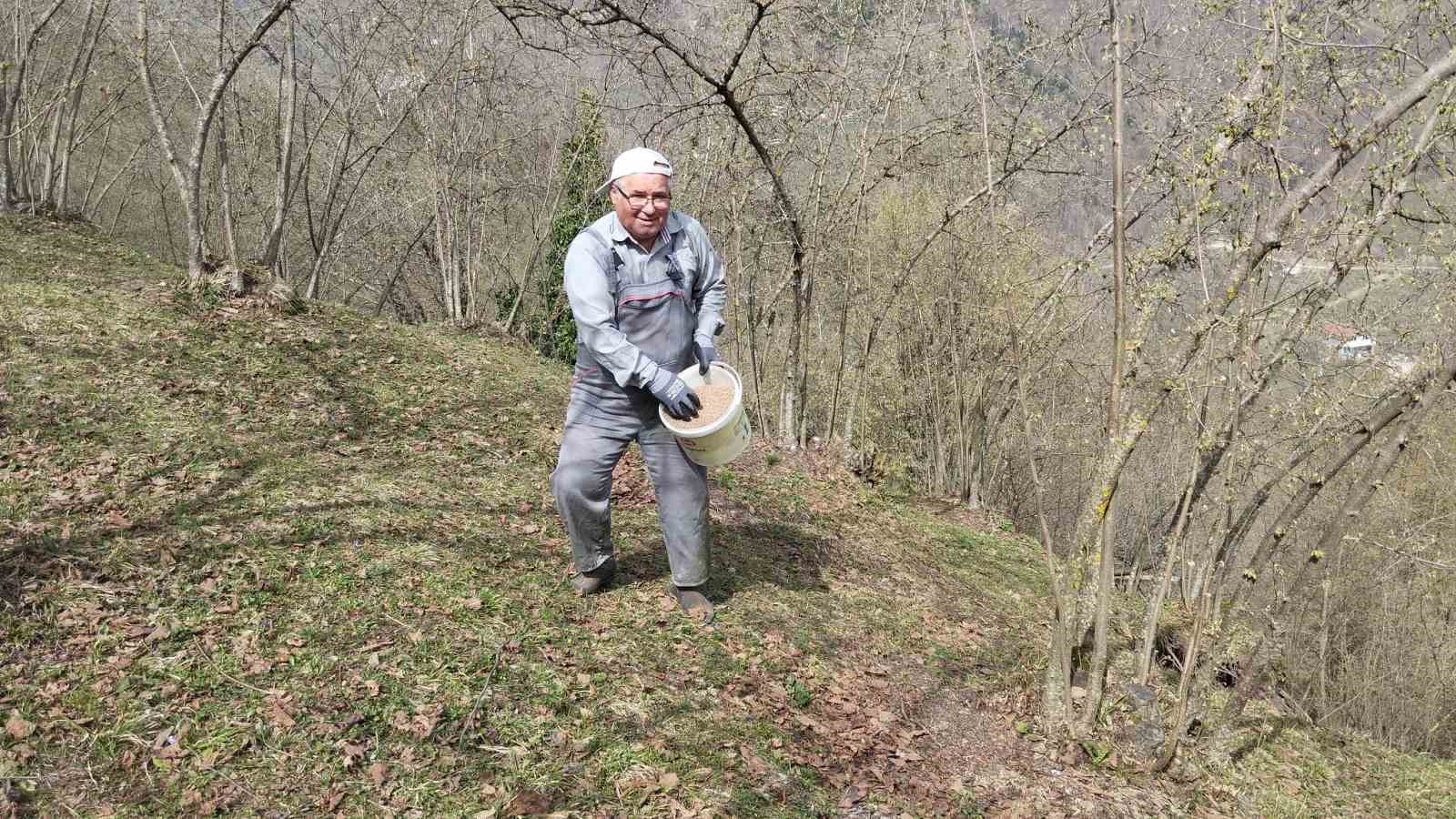 Hendekte Fındık Üreticileri Mesailerine Başladı