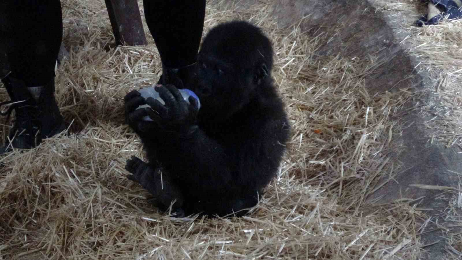 İstanbul Havalimanında Bulunan Yavru Gorilin İsmi ‘Zeytin Oldu