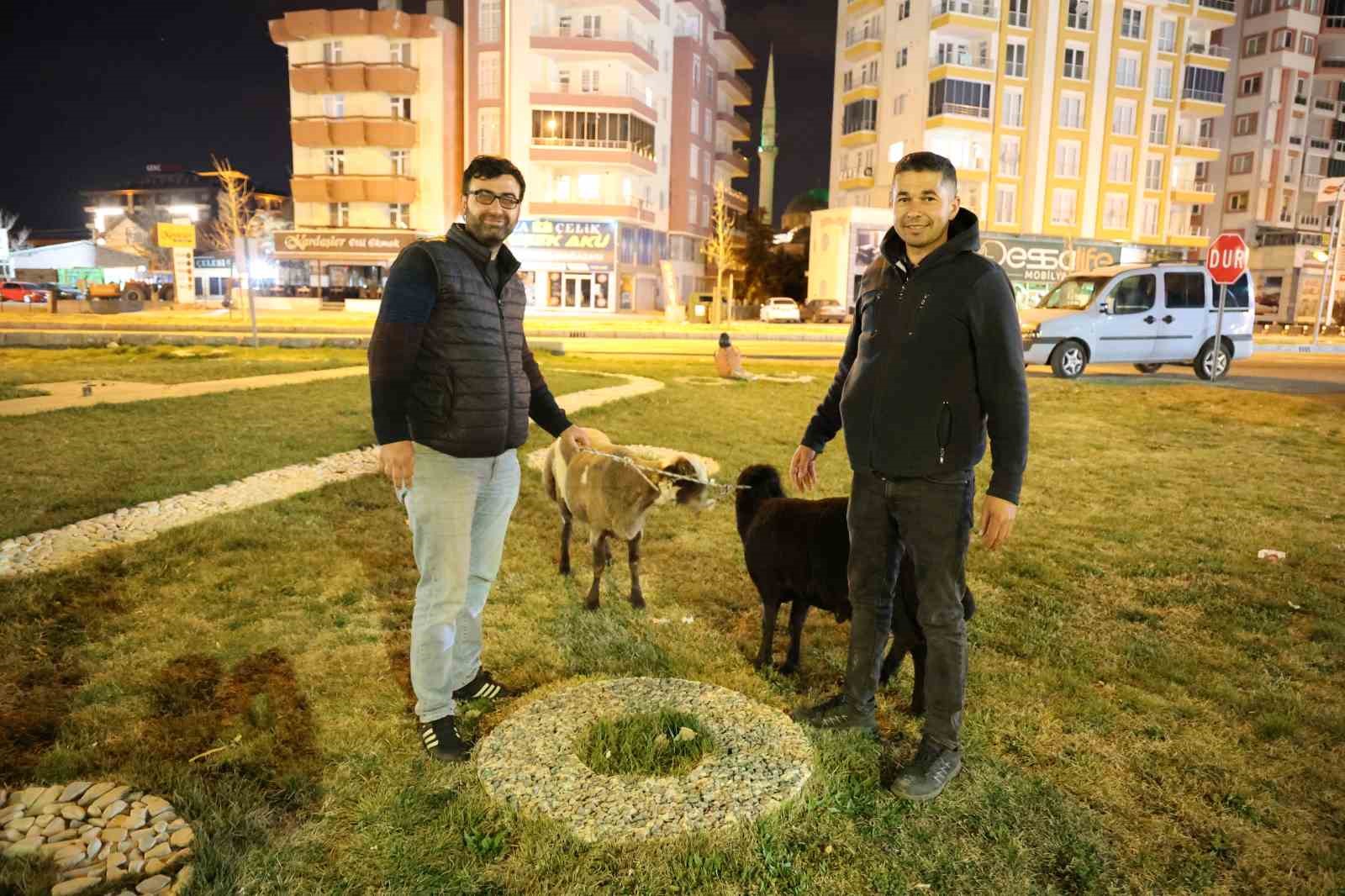 Kamyonetten Yola Düşen Mor Karaman Irkı Koyunlar Kaderine Terk Edildi