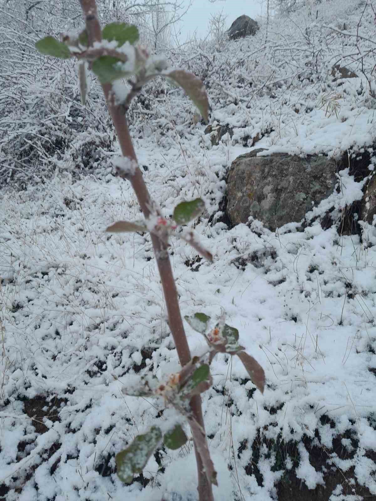 Kar Yağışı Altındaki Elma Ağacı Çiçek Açtı