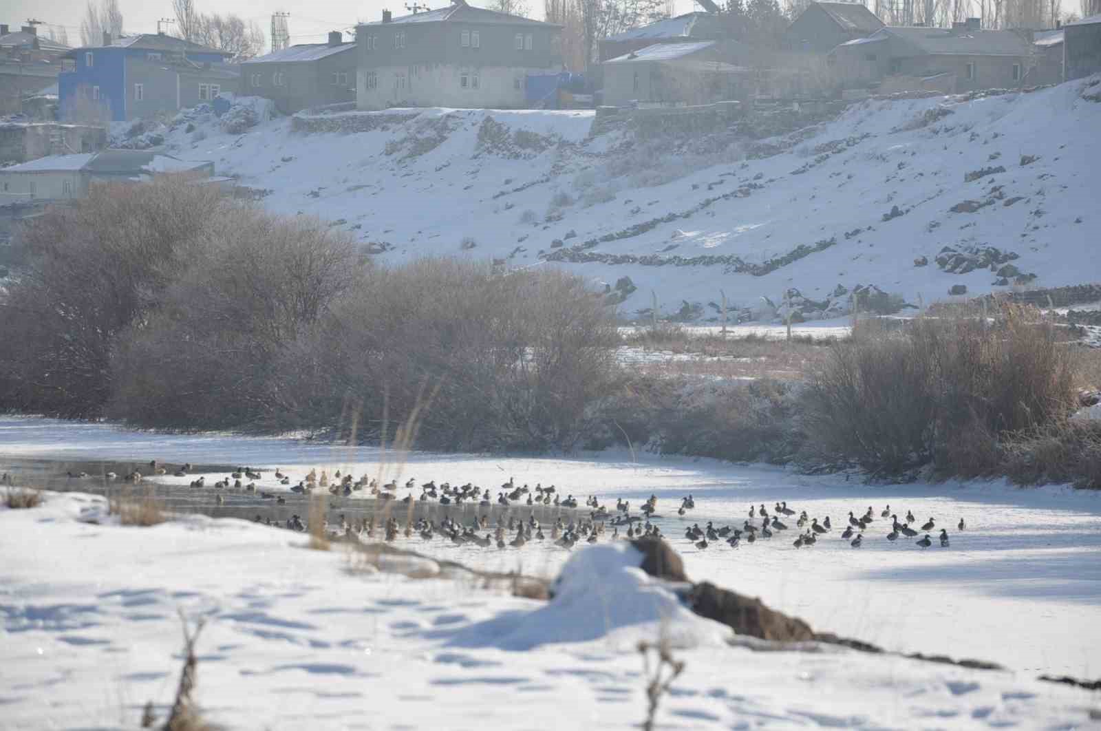 Karsta Yaban Ördekleri Bir Arada Görüntülendi