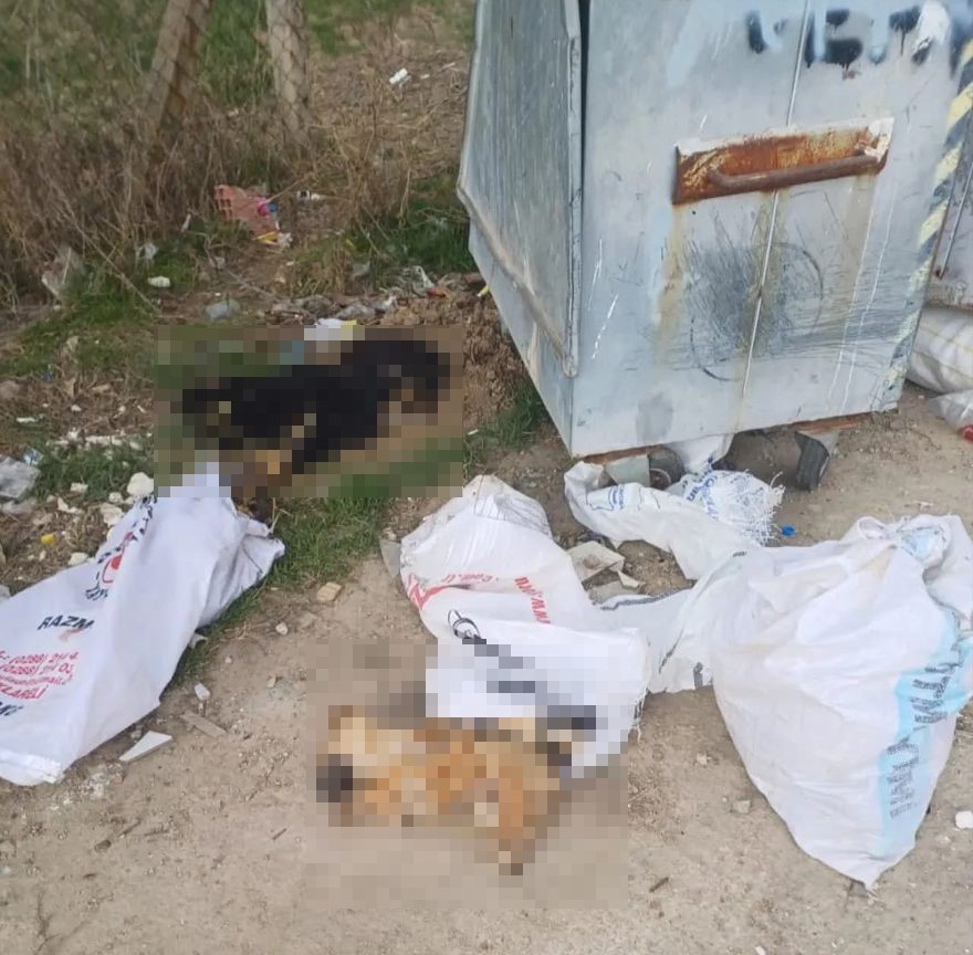 Kırklarelinde 11 Köpek Ve 1 Kuzu Ölü Bulundu