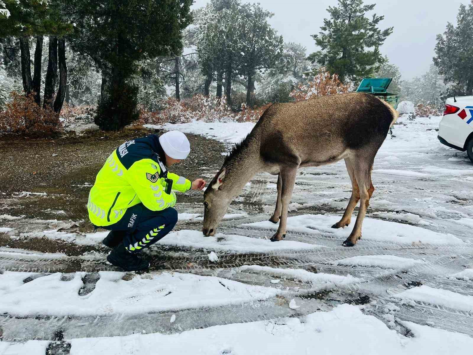 Kızıl Geyikten Jandarmaya Sürpriz Ziyaret