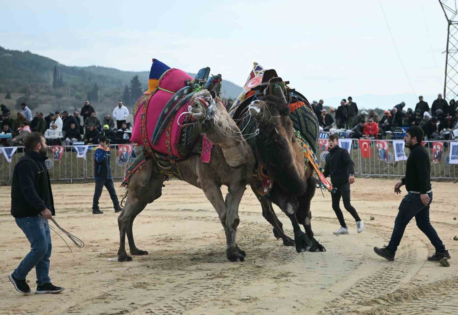 Kuşadasında Deve Güreşi Festivali Renkli Görüntülere Sahne Oldu