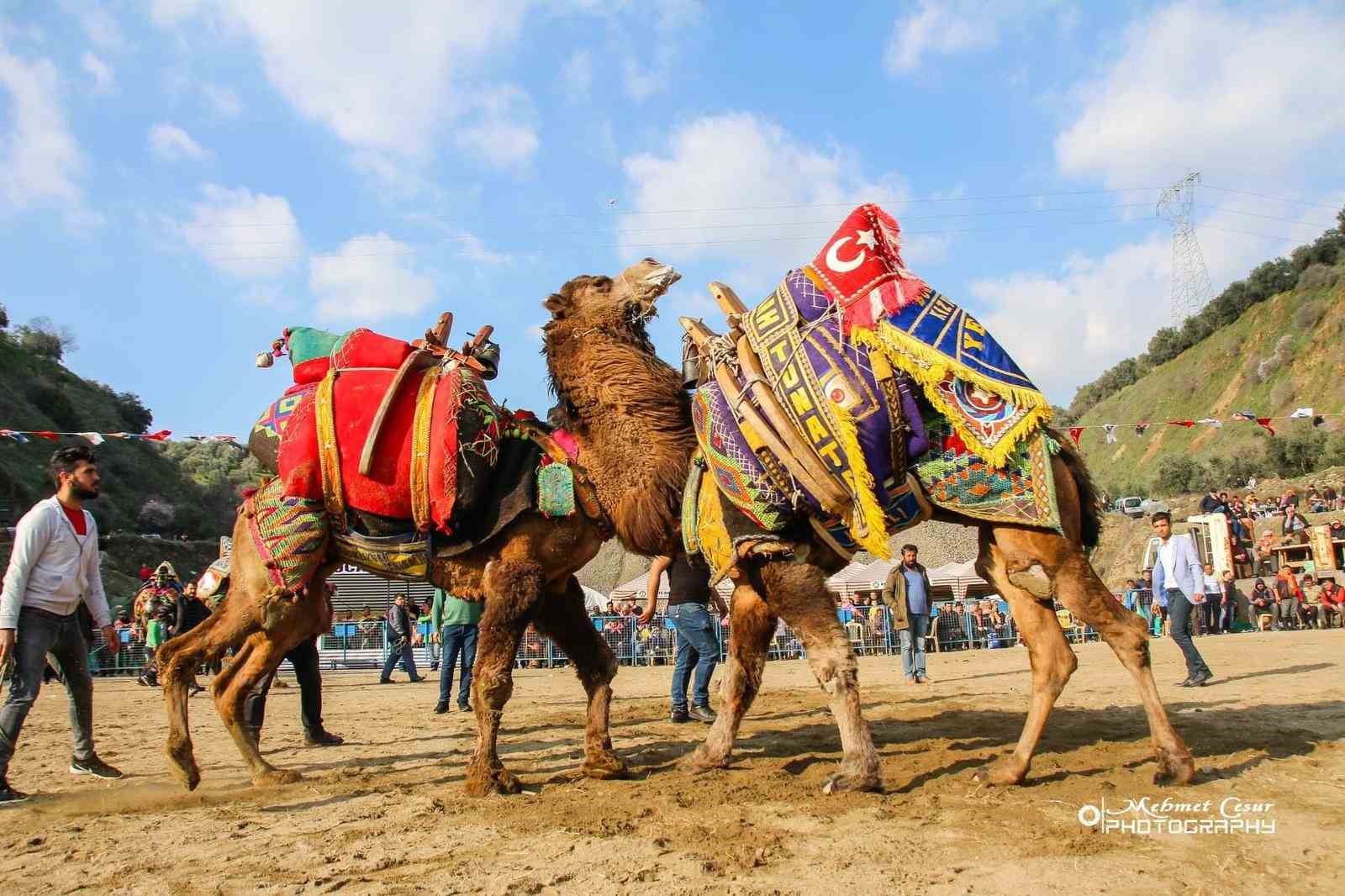 Kuyucakta Deve Güreşi Şenlikleri Yapılacak