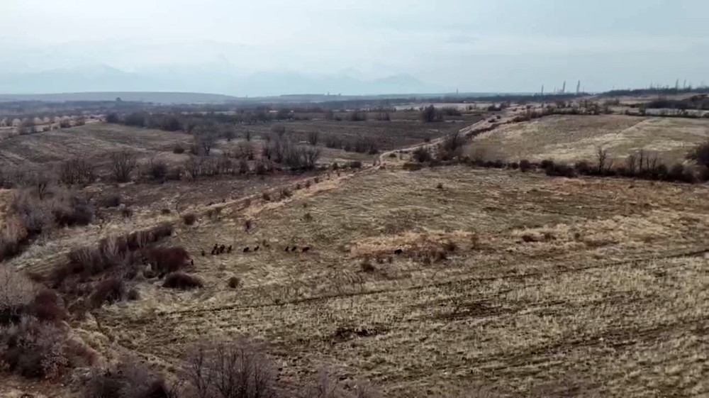 Malatyada Yaban Domuzları Ekili Arazilere Zarar Verdi