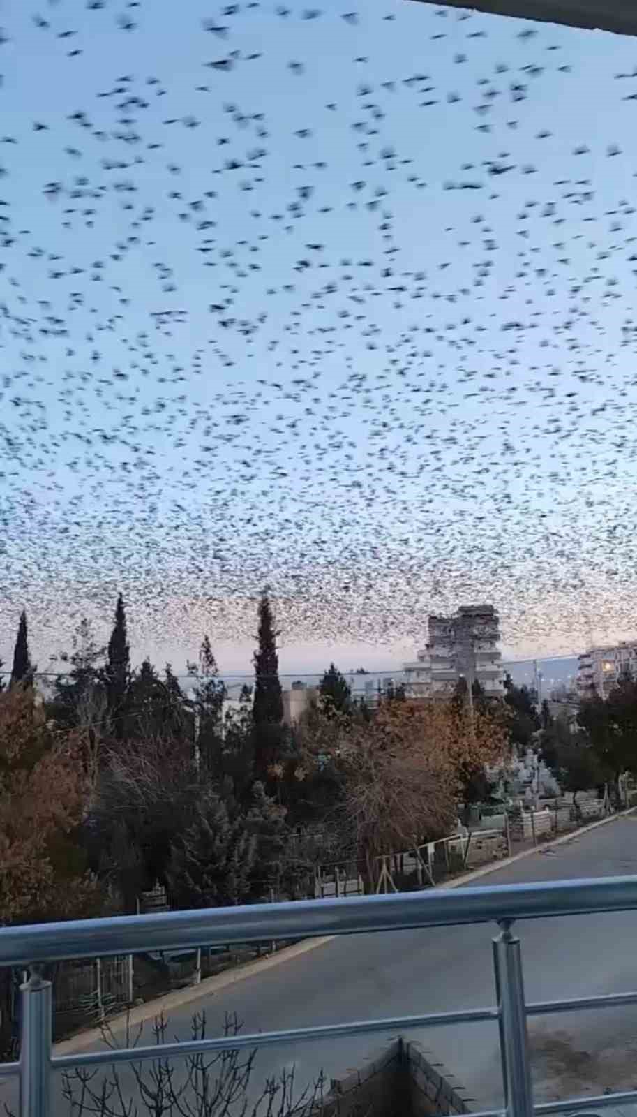 Mardinde Sığırcık Kuşlarından Görsel Şölen