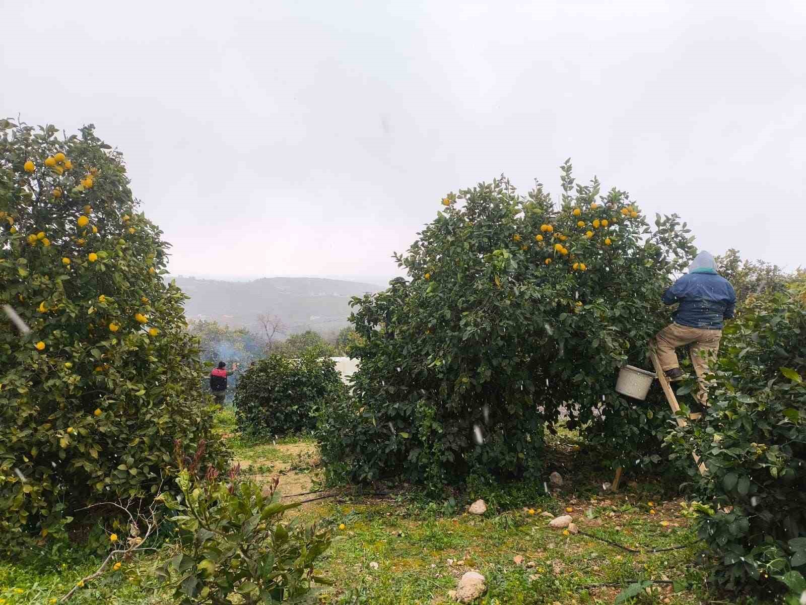 Mersinde Kar Altında Limon Hasadı