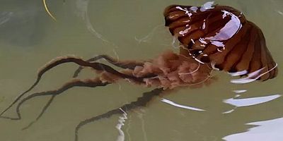 Mudanya'da kahverengi pusula denizanası görüldü