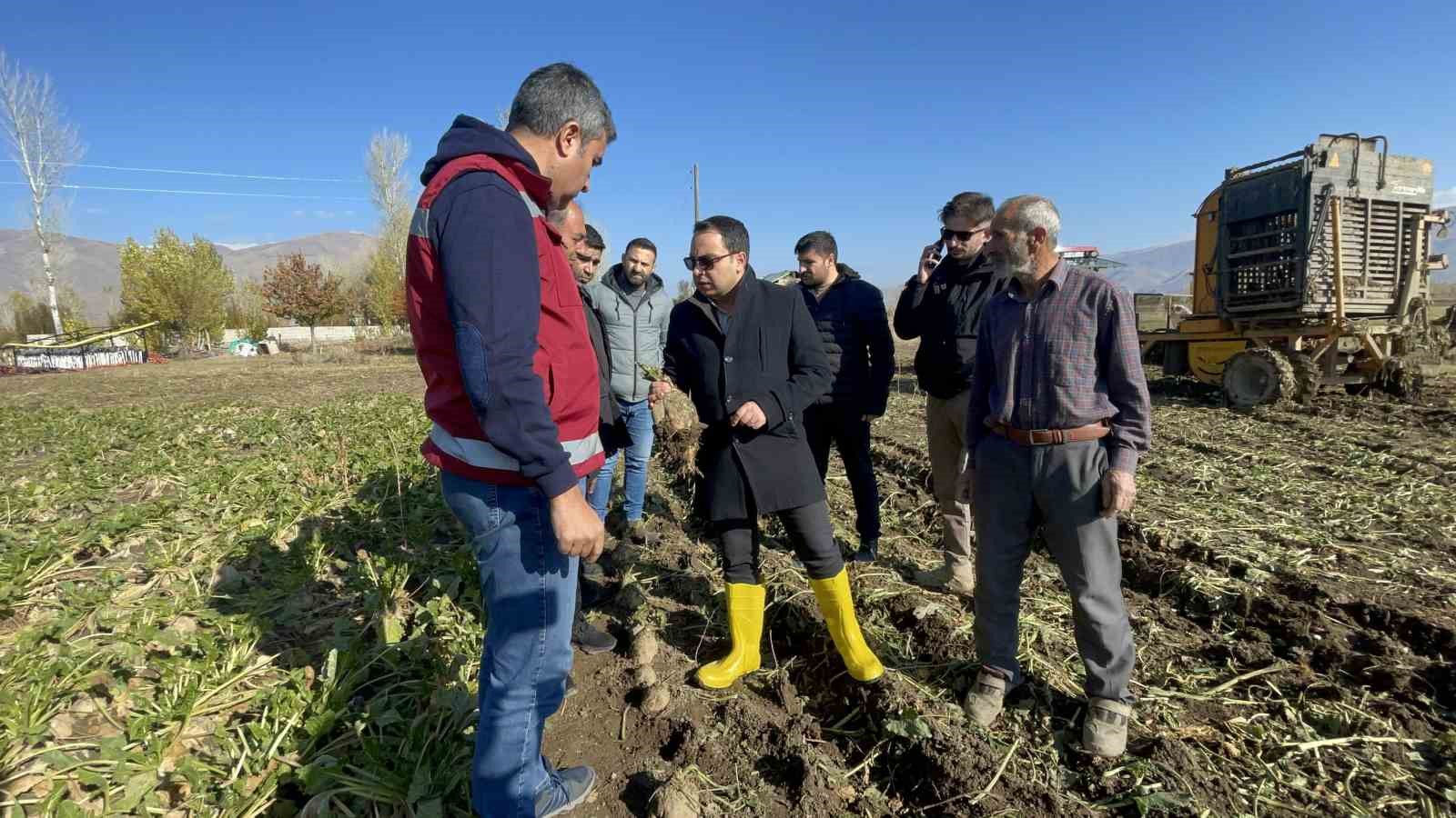 Muradiyede Şeker Pancarı Hasadı Başladı