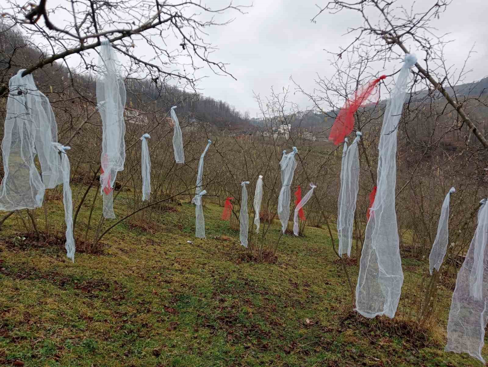 ‘Müslüman Çam Ağacı Süslemez Deyip, Fındık Bahçesini Süsledi