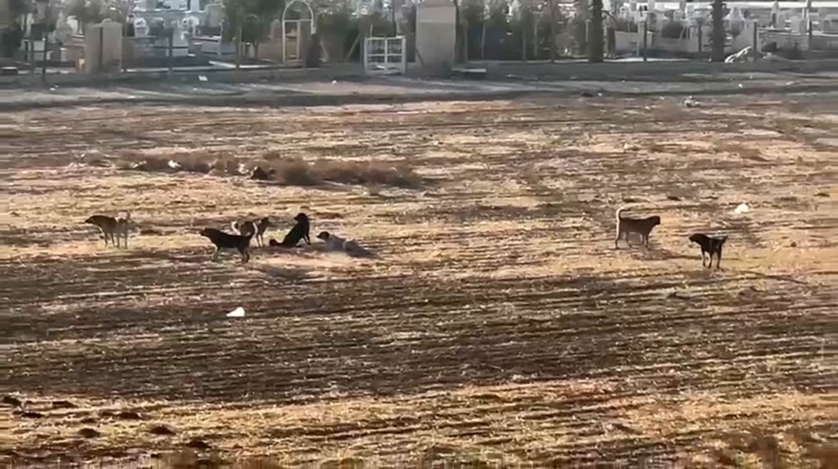 Nusaybinde Başıboş Sokak Köpekleri Okul Çevrelerinde Tedirginliğe Neden Oluyor