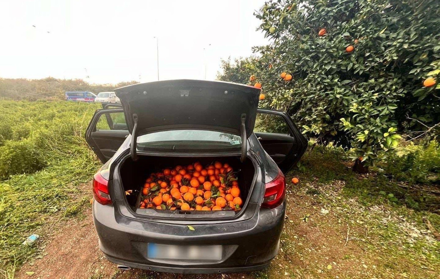 Otomobiliyle Portakal Çalan Şüpheli Tutuklandı