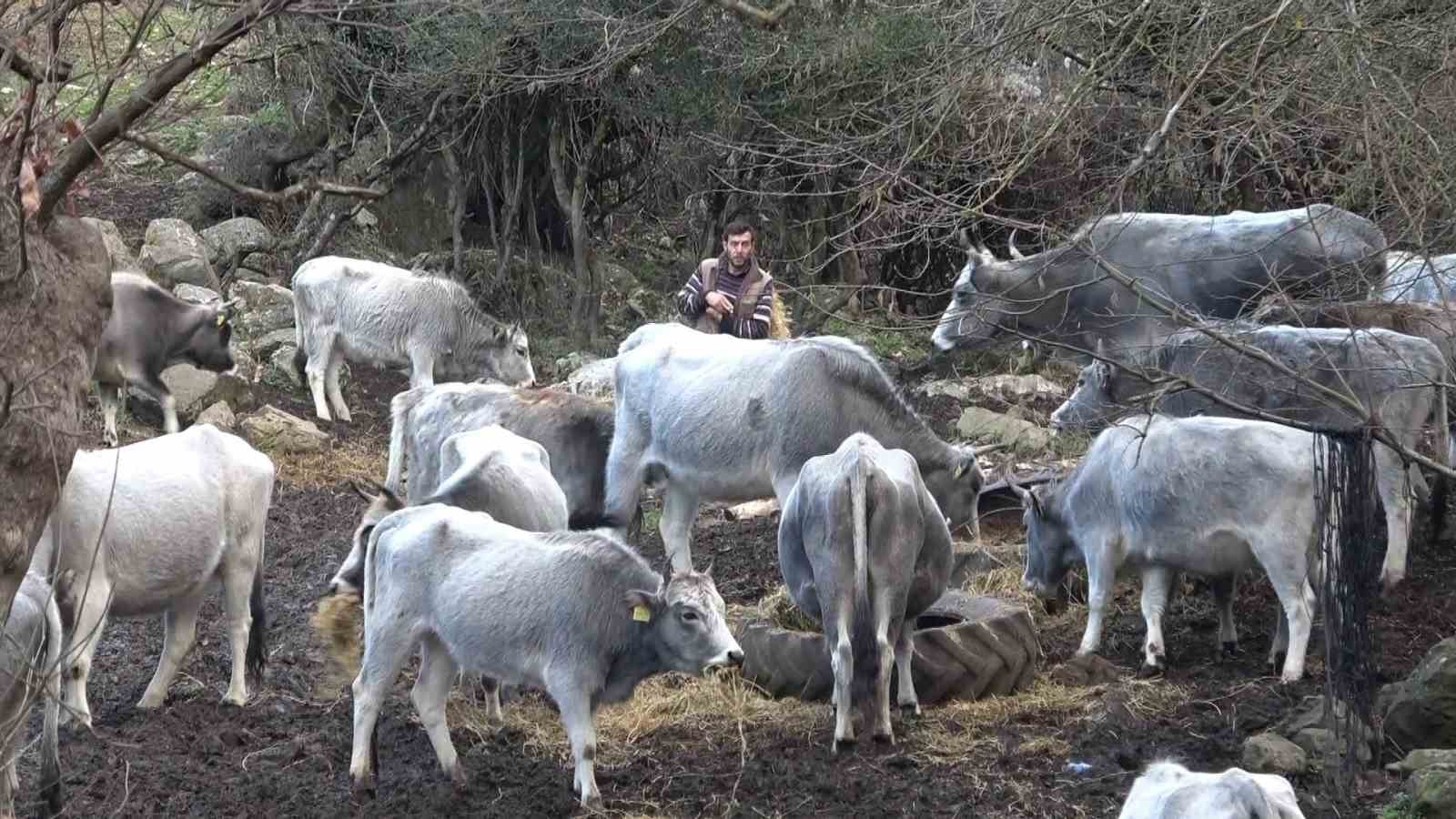 (Özel) Bursada 750 Yıllık Safkan Yerli Hayvanları Kurşuna Dizdiler