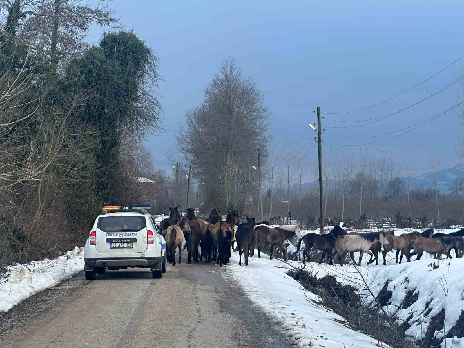 Samsunda Başıboş Atlar Belediyeyi Harekete Geçirdi