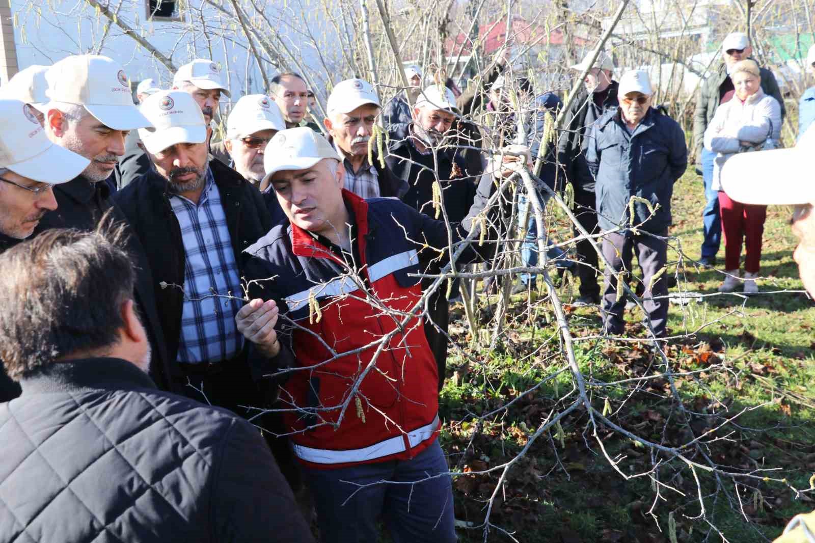 Samsunda Fındık Budama Yarışması