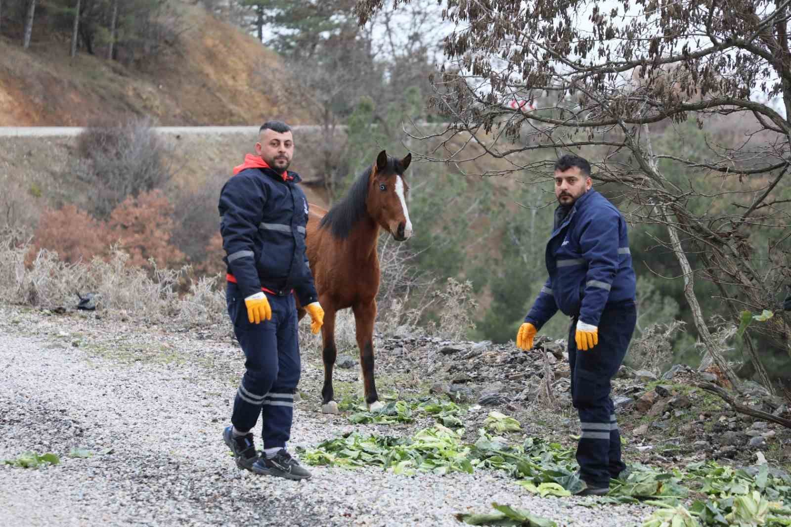 Şehzadeler Belediyesinden Yılkı Atlarına Kış Desteği