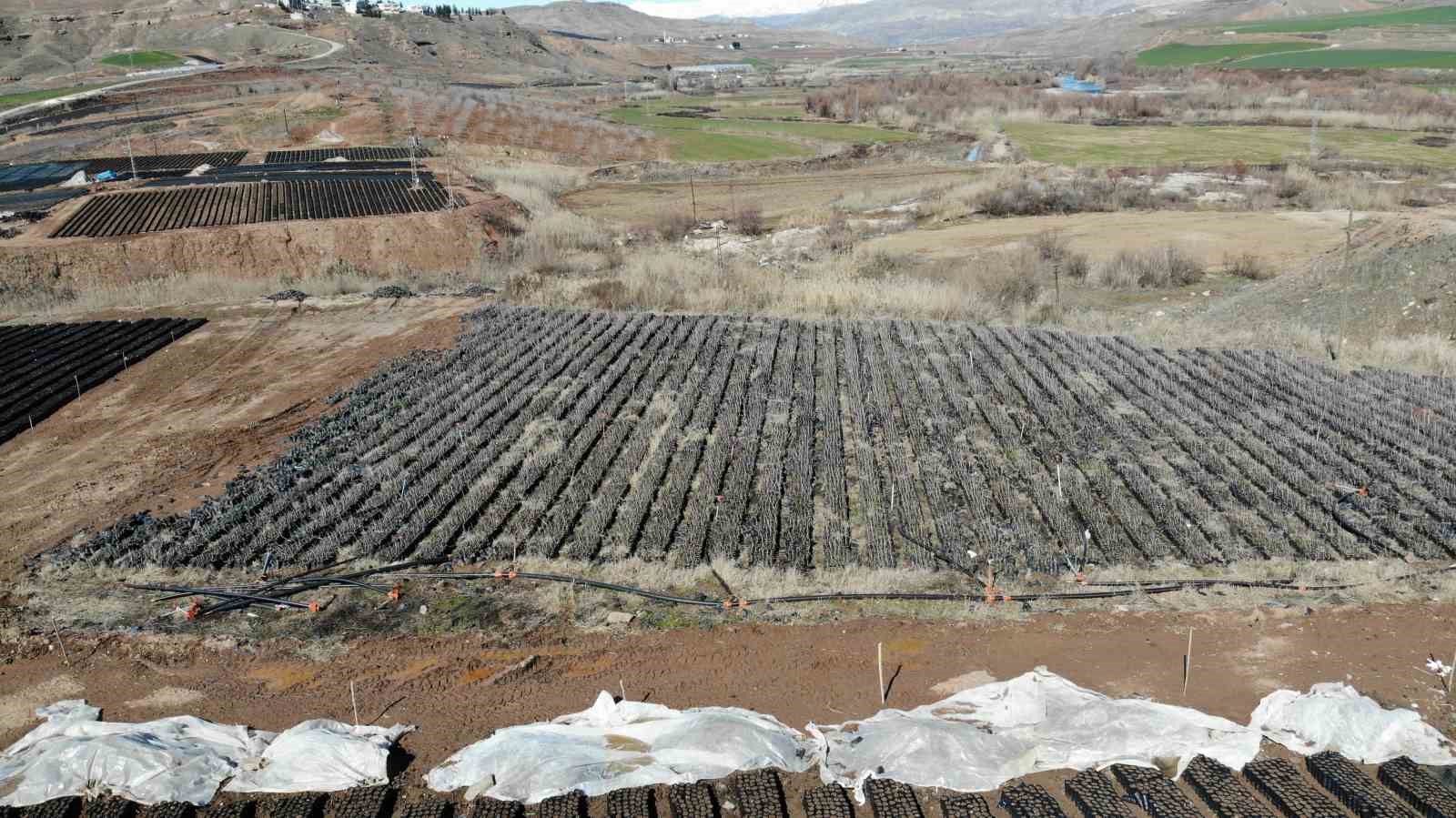 Siirtte Yetiştirilen Fidanlar Bölgenin Fıstık İhtiyacını Karşılıyor