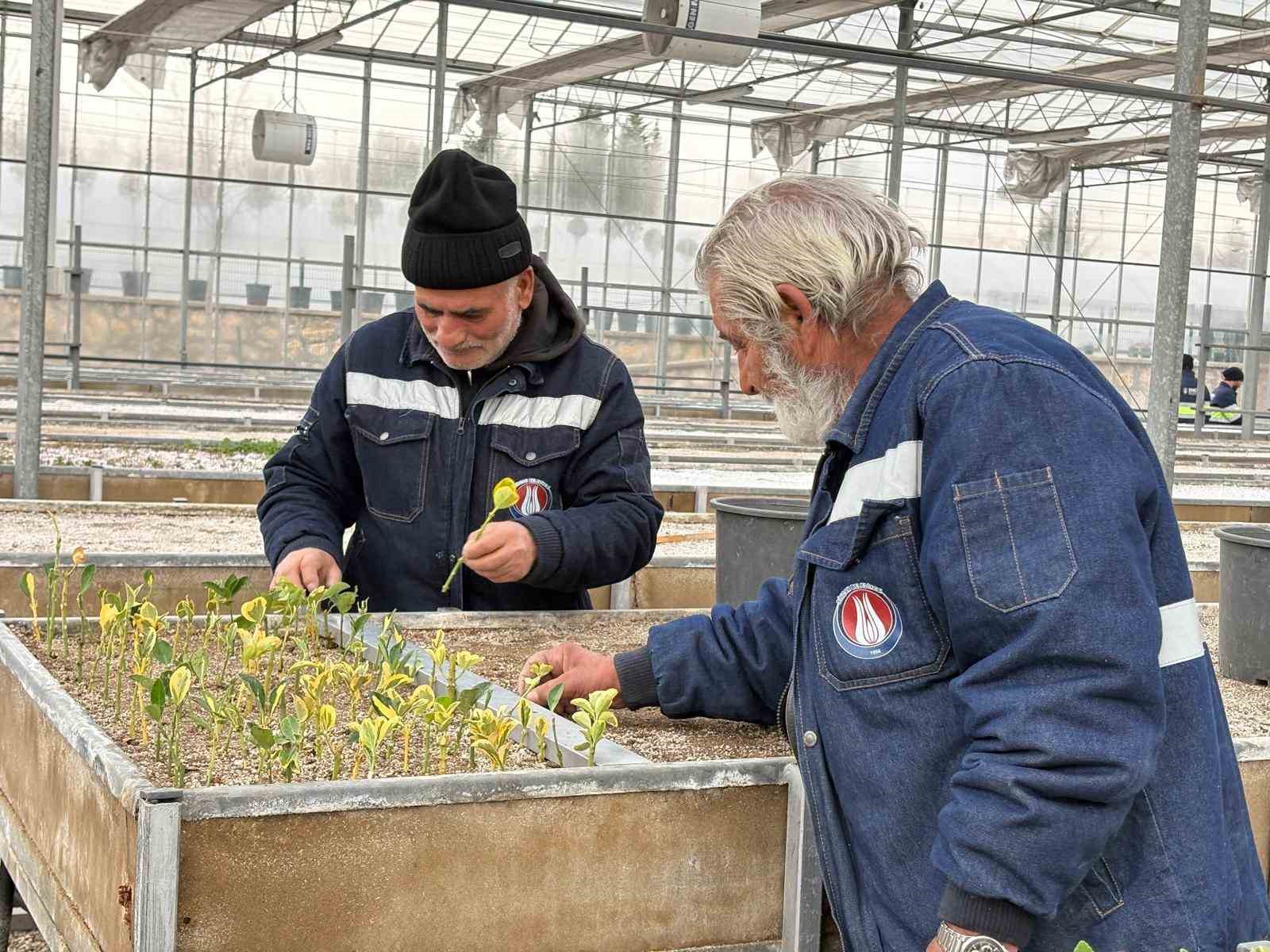 Sincan Belediyesi Seralarına Açık Köklü Meyve Fidanları Eklendi