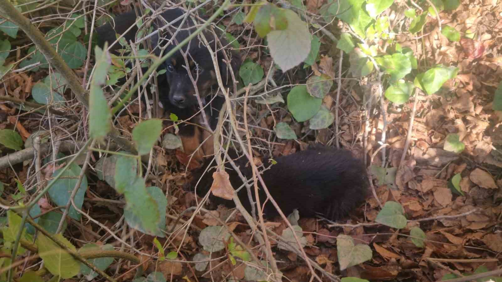 Sinopta Ölüme Terk Edilen Köpekler Kurtarılmayı Bekliyor