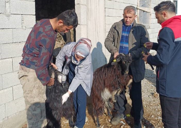 Şırnakta Hayvan Sağlığına Yönelik Kapsamlı Çalışma