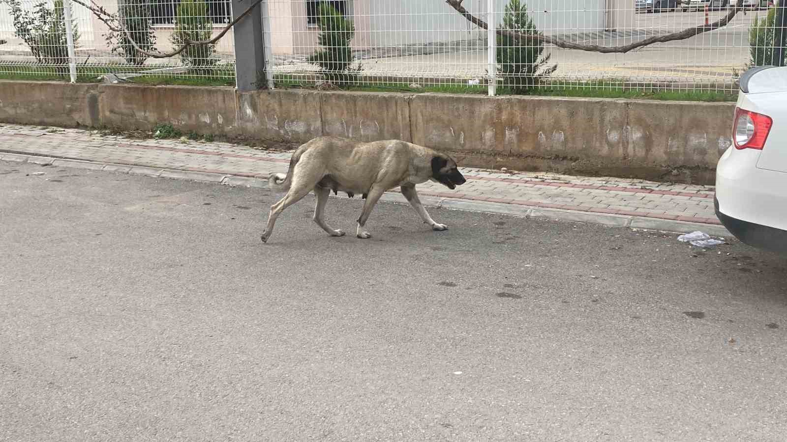 Sokak Köpekleri Kadına Saldırdı: O Anlar Kamerada